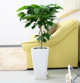 コーヒーの木 7号+スクエアホワイトロング陶器鉢 Gタイプ｜中型サイズの観葉植物