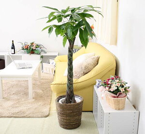 pL 8{uEoXPbgJo[ y̕\ʁFEbh`bvbϗtA u[~OXP[v