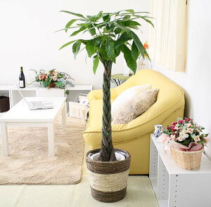 pL 8{XgCvoXPbgJo[ y̕\ʁFEbh`bvbϗtA u[~OXP[v