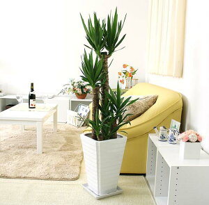 N̖؁ibJj 8+zCgXNGA픫 G^Cv y̕\ʁFEbh`bvb^TCY̊ϗtAbu[~OXP[v