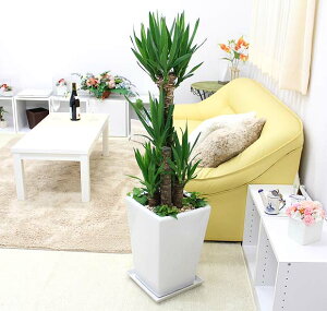 N̖؁ibJj zCgXNGA픫{ACr[񂹐A^CvbϗtA u[~OXP[v