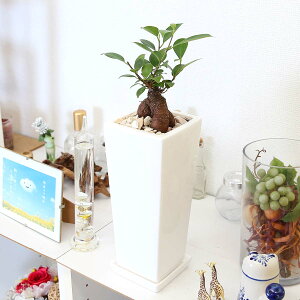 観葉植物 妖精 Diy 工具の人気商品 通販 価格比較 価格 Com