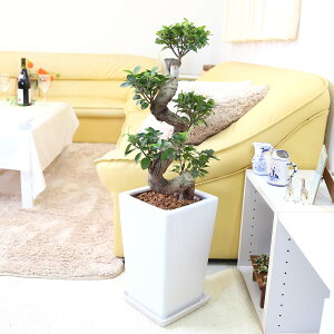 多幸の木 ガジュマル 盆栽風 8号 ホワイトスクエア陶器鉢 ストレート 土の表面:ウッドチップ|観葉植物 ブルーミングスケープ