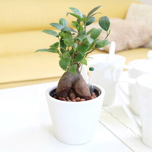 土を使わない観葉植物 ガジュマル・選べる鉢カバー 丸形ストライプ鉢+水の量がわかる水位計付き「スモールサイズ・ハイドロカルチャー・水耕栽培」1鉢|ハイドロボール植え|ブルーミ