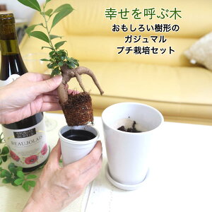 KĂԖ؁I낢`̃KW} 4 v`͔|Zbg zCg픫{|Ytb^TCY̊ϗtAbu[~OXP[v