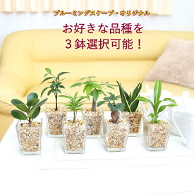 土を使わず清潔感あるゼオライト植えの選べるミニ観葉植物 Aタイプ 3鉢セット｜ハイドロカルチャー・水耕栽培