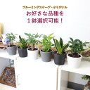 土を使わない観葉植物 ・選べる品種と鉢カバー 丸形ストライプ鉢＋水の量がわかる水位計付き「スモールサイズ・ハイドロカルチャー」1鉢｜ハイドロボール植え｜ブルーミングスケープ 水耕栽培