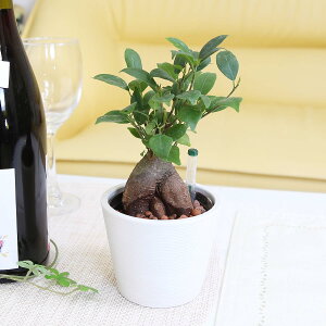 ygȂϗtA EIׂiƔJo[ ی`XgCv{̗ʂ킩鐅ʌvtuX[TCYEnChJ`[v1bnCh{[Abu[~OXP[v 