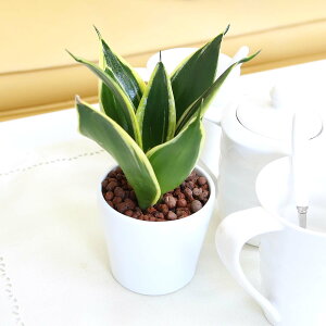 �y���g��Ȃ��ϗt�A�� �X���[���T�C�Y�ϗt�A�� �z���C�g�v���X�`�b�N�� �ی`�{���ʌv�t�� �I�ׂ�i�� 2���Z�b�g�b���k�͔| �n�C�h���J���`���[ �b�n�C�h���{�[���A���b�u���[�~���O�X�P