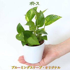 土を使わず清潔感あるスモールサイズ観葉植物 ホワイトプラスチック鉢 丸形＋水位計付き 選べる品種 1鉢｜水耕栽培 ハイドロカルチャー