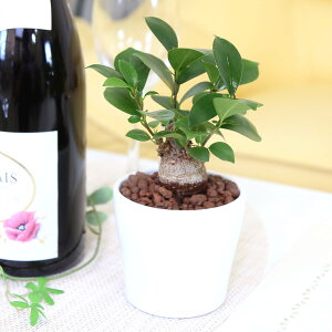 ygȂϗtA X[TCYϗtA zCgvX`bN ی`{ʌvt Iׂi 2Zbgbk͔| nChJ`[ bnCh{[Abu[~OXP