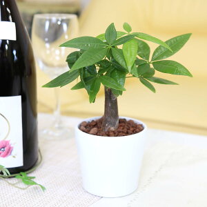 ygȂϗtA X[TCYϗtA zCgvX`bN ی`{ʌvt Iׂi 2Zbgbk͔| nChJ`[ bnCh{[Abu[~OXP