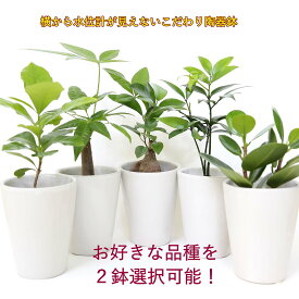 土を使わず清潔感あるミニ観葉植物・ホワイトロング陶器鉢 丸形＋水位計付き 2鉢セット｜水耕栽培 ハイドロカルチャー