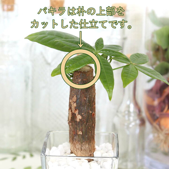 土を使わず清潔感あるカフェオーレ色のカラーサンド植えのミニ観葉植物 パキラ 2鉢セット サンスベリア ハイドロカルチャー 送料無料 78 Off サンスベリア