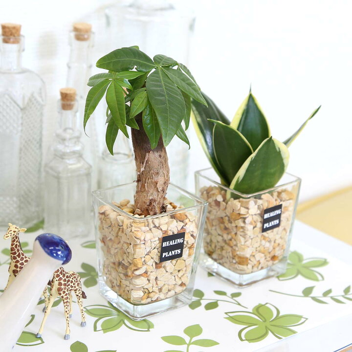 21年新作 土を使わず清潔感あるゼオライト植えのミニ観葉植物 サンスベリア １鉢 水耕栽培 ハイドロカルチャー Www Tonna Com