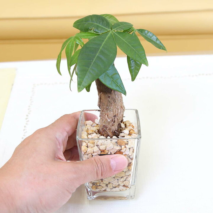 土を使わず清潔感あるゼオライト植えのミニ観葉植物 パキラ 2鉢セット サンスベリア ハイドロカルチャー 送料無料 97 以上節約 サンスベリア