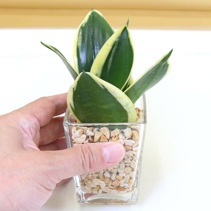 楽天市場 送料無料 土を使わず清潔感あるゼオライト植えのミニ観葉植物 パキラ サンスベリア 2鉢セット ハイドロカルチャー ブルーミングスケープ