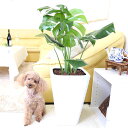 土を使わないで清潔な大型サイズのモンステラ・ホワイトスクエア陶器鉢 Gタイプ＋水位計付き｜ハイドロカルチャー 水耕栽培 ビッグサイズ｜ハイドロボール植え｜土を使わない観葉植物