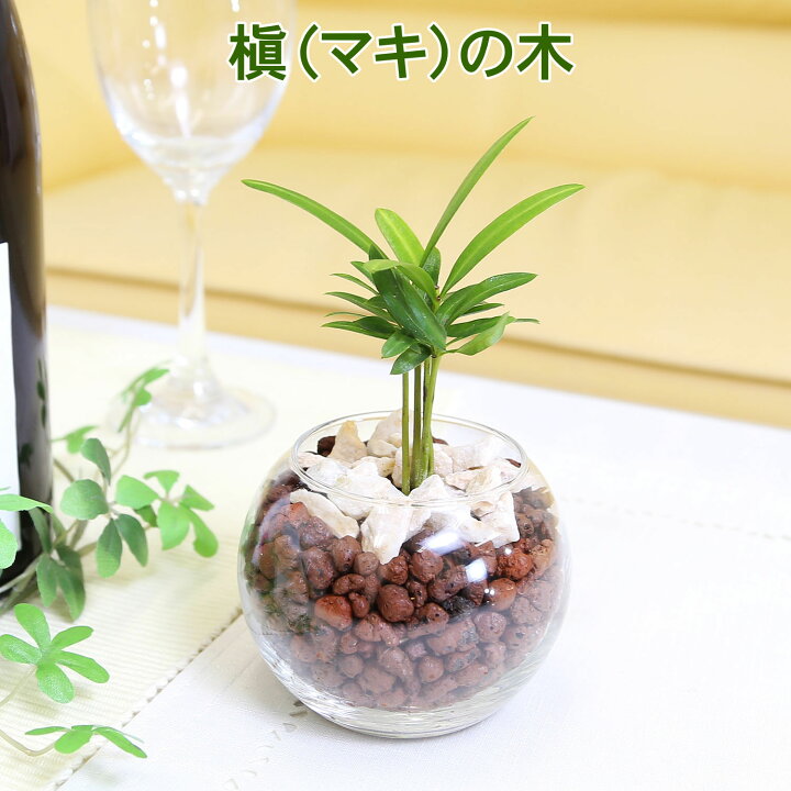 楽天市場】土を使わない観葉植物 ミニ観葉植物 ハイドロボール植え＋苔 
