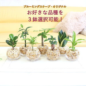 �y���g��Ȃ��ϗt�A�� �~�j�ϗt�A�� �[�I���C�g�A���E�K���X�� �ی` �u���C���{�[�N���X�^���E�n�C�h���J���`���[�v�b���D����3��ނ�I�ׂ܂��B�b3���Z�b�g�b�u���[�~���O�X�P�[�v