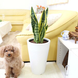 土を使わない観葉植物・サンスベリア・ホワイトプラスチック鉢 丸形 「ビッグサイズ」+水位計付き|ハイドロボール植え|多肉植物 ブルーミングスケープ