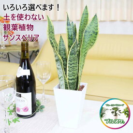 土を使わない観葉植物 空気を浄化するといわれているサンスベリア 鉢の形や材質なども選べます！＋水位計付き 1鉢｜ミディアムサイズ 鉢に直接埋め込みタイプ ハイドロカルチャー｜ハイドロボール植え｜観葉植物 ブルーミングスケープ 水耕栽培