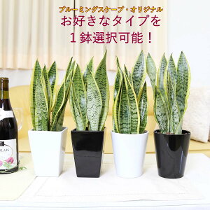 土を使わない観葉植物 空気を浄化するといわれているサンスベリア 選べる陶器鉢+水位計付き 1鉢|ミディアムサイズ 鉢に直接埋め込みタイプ ハイドロカルチャー|ハイドロボール植え|