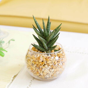 ygȂϗtA ~jϗtA Iׂ钿ITXxA [ICgAEKX ی` 1bA u[~OXP[v