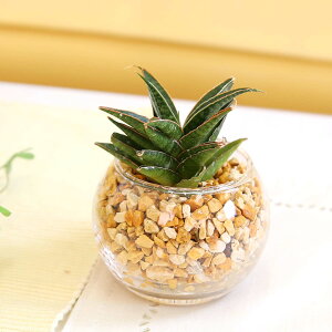 ygȂϗtA ~jϗtA Iׂ钿ITXxA [ICgAEKX ی` 1bA u[~OXP[v