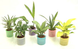ミニ観葉植物（スケルトン鉢） 6鉢セット「ハイドロカルチャー」【冬の間は、寒い地域に発送不可】