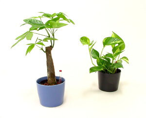 観葉植物 水位計の通販 価格比較 価格 Com