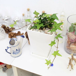 観葉植物 アイビー 5号の人気商品 通販 価格比較 価格 Com