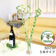 土を使わない観葉植物 開運竹 ミリオンバンブー（スパイラル）｜50cmタイプと70cmタイプから選べます！｜…