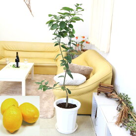 楽天市場 レモン 苗 品種の通販