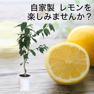 ̖ 7 vX`bN uIׂiv  80cm`1mi̐Aւsv^ڂؕcjbϗtA Ύ u[~OXP[vbV{c[ c A  ƒ؉ LO 