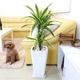 楽天市場 ドラセナ レモン ライムの通販