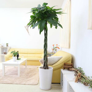 観葉植物 10号 パキラの人気商品 通販 価格比較 価格 Com