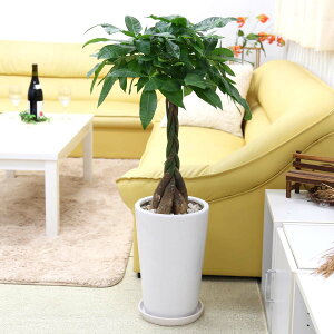 pL 8 zCg픫 ی`b^TCY̊ϗtAbu[~OXP[v