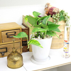 C򉻂ƂĂ|gXEzCg픫 ۃO+퐻̂MtbϗtA u[~OXP[v