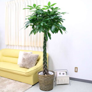 観葉植物 10号 パキラの人気商品 通販 価格比較 価格 Com