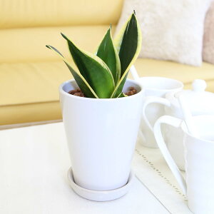 yzC򉻂ƂĂTXxA nj[{j[ 4 ۓ픫{퐻̂Mt y̕\ʂ̓Ebh`bvyyÅϗtA^Cvz