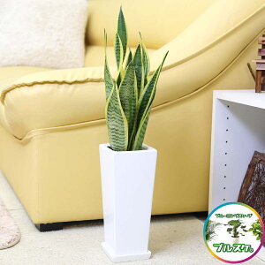 C򉻂ƂĂ TXxA 5 zCg픫 Xg[gyy̕\ʁF|Y^Cvz