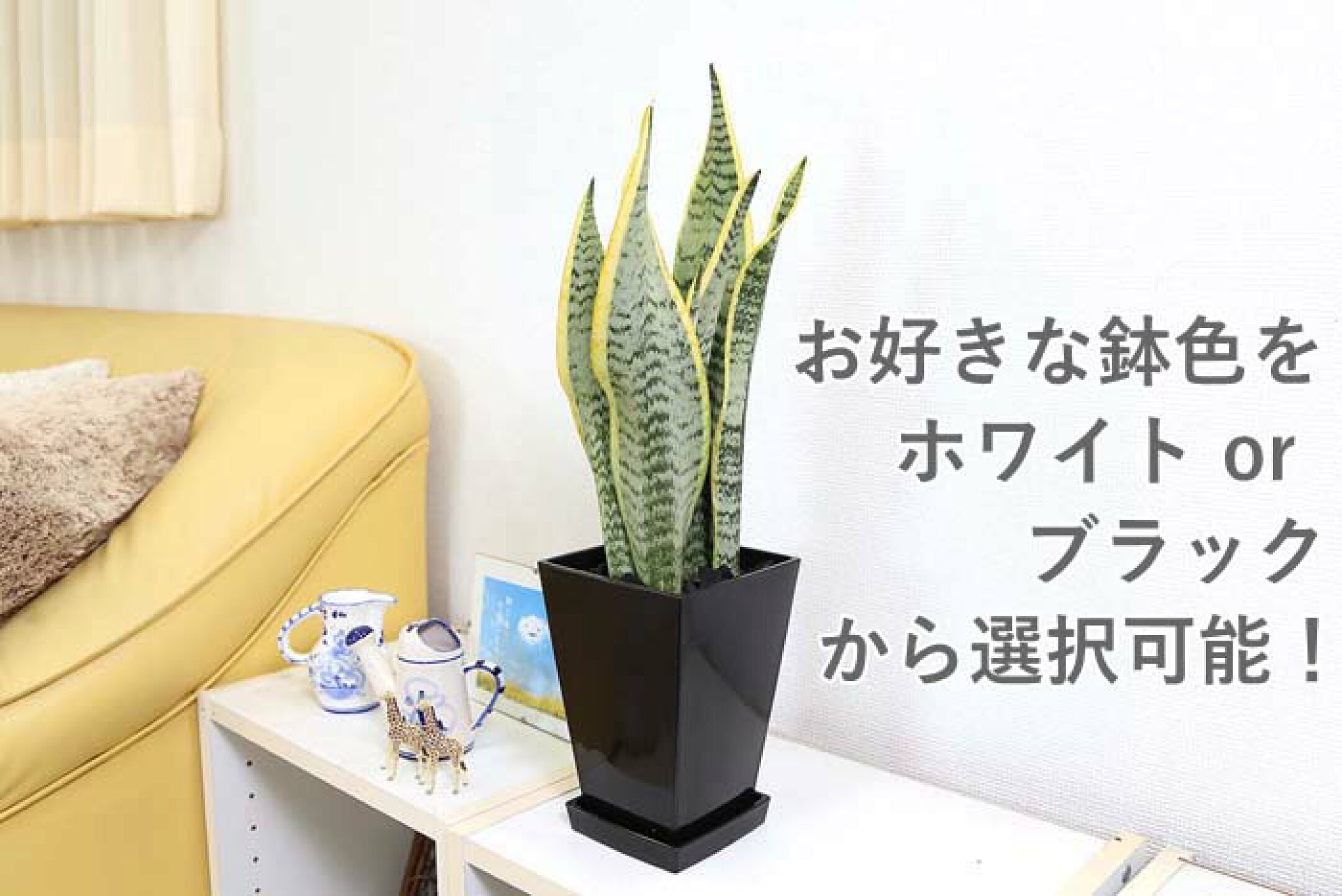空気を浄化するといわれているサンスベリア 5号 2,999円