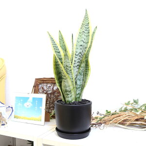 C򉻂ƂĂTXxAEubNvX`bN ی`iBOWLjƔMt 1bϗtA A ýATCNvX`bNgpIz