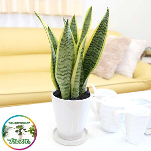 空気を浄化するといわれているサンスベリア・ホワイト陶器鉢 丸ロング|小型サイズの観葉植物 【土の表面:竹炭タイプ】|観葉植物 多肉植物 ブルーミングスケープ
