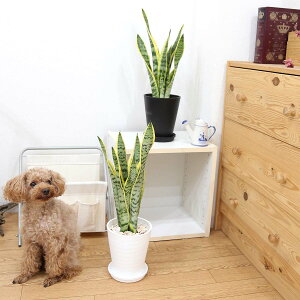 C򉻂ƂĂTXxA 5 IׂZA[g{Mt 1 y̕\ʁFϐ΁bϗtA u[~OXP[v