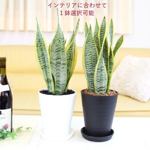 C򉻂ƂĂTXxA 5 vX`bNZA[g{Mt 1bϗtA A u[~OXP[v