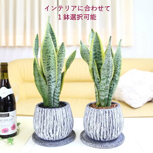 C򉻂ƂĂTXxA 5 Zg _`ƔMt (ubNO[) yyÃTZxAzbϗtA A u[~OXP[v