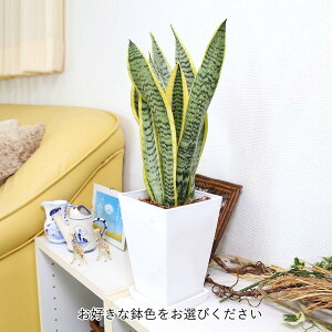 C򉻂ƂĂTXxA 5 XNGAvX`bN 1yy̕\ʁFEbh`bv^Cvzu[~OXP[v