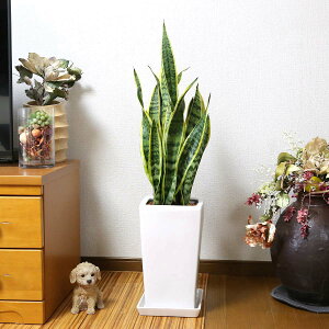 C򉻂ƂĂ傫߃TXxÃzCgXNGA픫 8 Xg[g y̕\ʁFEbh`bvbϗtA A u[~OXP[v